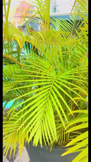 At Muthu Raga Madeira Hotel, every detail is designed to make your stay feel refreshing, warm, and authentically island-inspired. 🌿 Have you visited us yet? 💛 . . . #MGMHotels #MuthuRagaMadeira #MGMMoments #MadeiraIsland #HotelVibes #IslandGetaway #MadeiraLife #TropicalTouches #StayInspired #VisitMadeira #TravelPortugal #MadeiraExperience