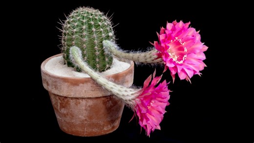 Stunning psychedelic timelapse of blooming cactus flowers