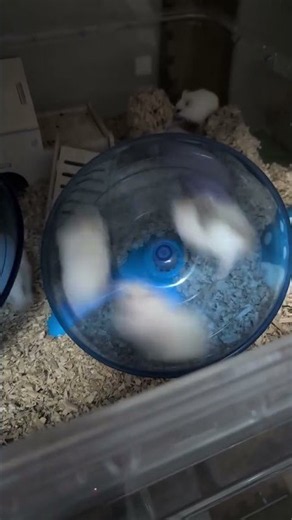 Funny Hamsters