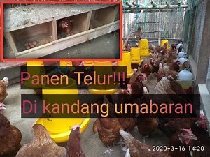 PENGHASILAN TAMBAHAN!!! Dari beternak Ayam Petelur Dengan metode kandang semi umbaran