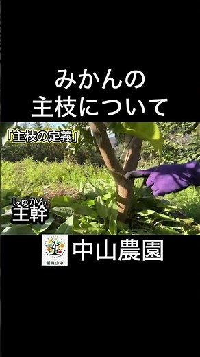 みかんの剪定【主枝とは？】#農業 #みかん #shorts #家庭菜園 #剪定 #ガーデニング