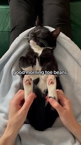 You got this #toebeans #kitten #kittensofinstagram #tuxedocat #cute | Harvey the Tux