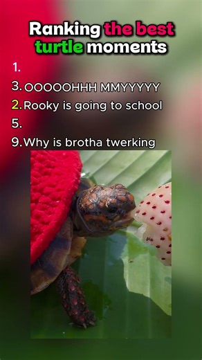 Ranking the best turtle moments #shortvideo #funny