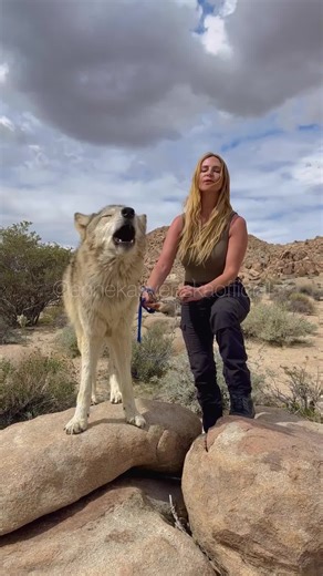 Beautiful Wolf Howl compilation. Did you know that wolves have several #bluewolf #wolves #wolf #wolfdog #fyp