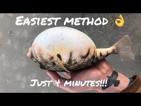 HOW TO PREPARE / CLEAN A NORTHERN PUFFER FISH EASILY- Winter Fishing Delicacy￼!