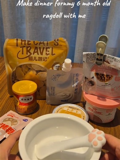 Introducing Princess Coco dinner making process ~ 6 month old Ragdoll #ragdollcat #cutecat #catsoftiktok #royalcanin #catmealprep