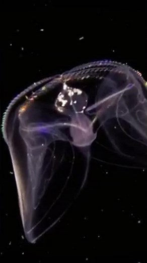 Aliens of the Deep, An Extraordinary Journey into Our Oceans