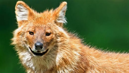 Why tigers avoid dhole packs despite being larger and stronger