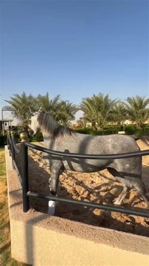 racing horse riding 🔥🔥🔥 #horse #sansansehorhorse #horseracing #horsesports