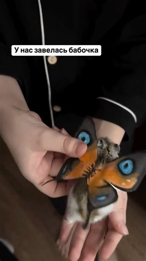 Хомяк Рафаэль on Instagram: "У нас завелась бабочка"