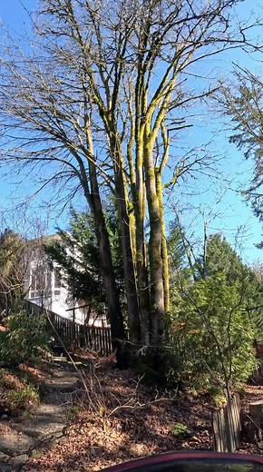 Setting a line for SRT and removing deadwood in Bigleaf maple. #portland #beaverton #fyp #srt #reels #professionalservices #treeclimber #arborist
