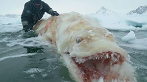 1.9M views · 30K reactions | Antarctic Mysteries That Have Scientists Scratching Their Heads | Most Amazing Top 10 | Facebook