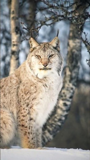 Canada Lynx: The Winter Wonderland Predator