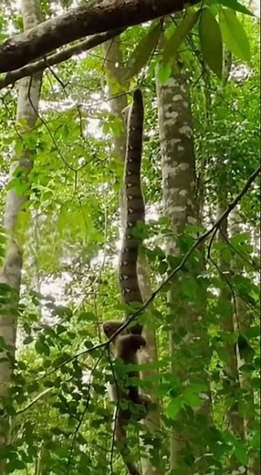 Python Ambushes Monkey in the Jungle