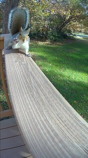 Squirrel Waves at Doorbell Camera 🐿️ | Ultra-Realistic Porch Footage
