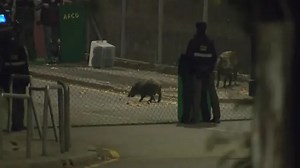 HK authorities begin boar hunt amid safety fears