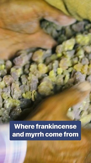 The process of extracting sap for these two prized products is nearly identical. #frankincense #myrrh #treesap