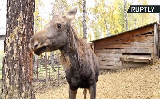 Adorable Orphaned Baby Elk Finds New Home at Krasnoyarsk Zoo