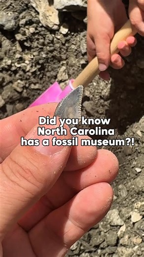 29K views · 1.9K reactions | We’ve had @aurorafossilmuseum on our...