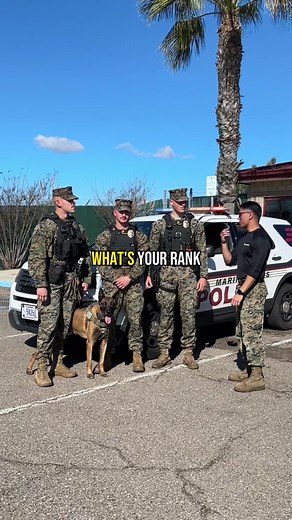 Law enforcement 🚨 dogs 🐕 ? Marine Corps Military Police Dog Handler! #marines #usmcdoghandler #militarypolice