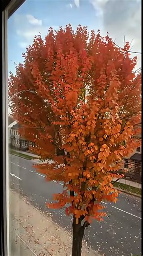 EPIC Tree Transformation: A Year in Seasons! #timelapse #nature #seasons