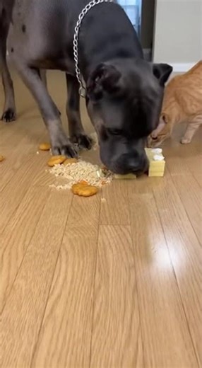 Dog vs Cat Food Frenzy! 🐶🐱 Nuggets, Fried Rice & Cake Chaos Caught on Phone #dogvscat #petchallenge