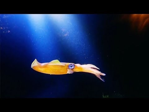 Mesmerising Colour-Changing Squid