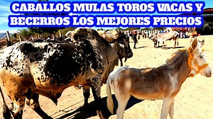65K views · 3.1K reactions | #mulas #cow #toro #vaca #caballos Nos...
