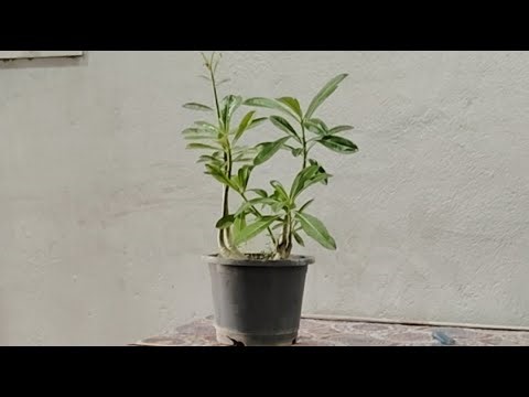 adenium plant