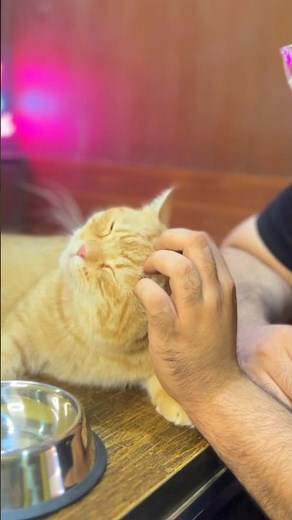 Mastering Cat Petting: How to Show Your Feline Love and Affection #cat #kitten #shorts