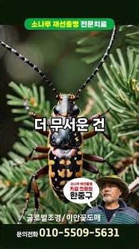 소나무 재선충병 전문의 한중구