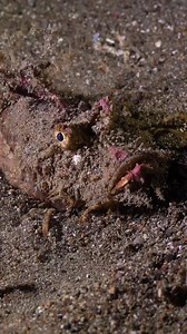 885K views · 7.2K reactions | Unsa ni sainyuha guys? saamin Bantol! #fishingadventure #highlights2025 #StarsEverywhere #nocopyrightinfringementintendedmusic | Alberto Loon | Facebook