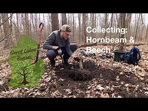 S3E2 - Hornbeam & Beech Collecting