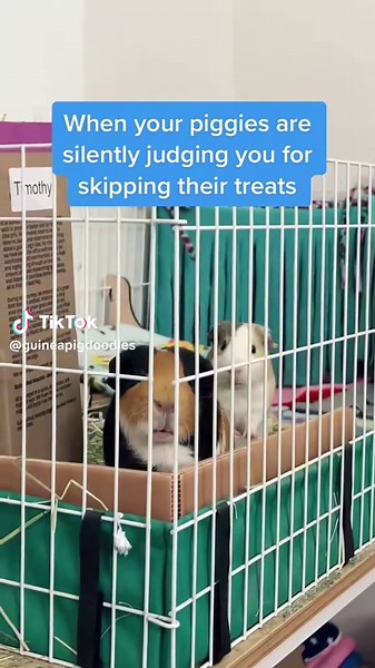 Funny Guinea Pigs Judging Food Choices