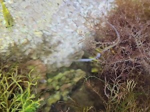 30 reactions | Wow!  This creature may look like a worm, but it's actually a fish! Worm pipefish are found in rockpools and seaweed habitats along our coast and feed on small crustaceans such as copepods. As with its close relative, the seahorse, male pipefish carry and care for the eggs. Rather than a pouch, the eggs will be stuck to a small groove on the outside of their tummies! #AmazingNature  our.worldaroundus1 (Instagram) | Devon Wildlife Trust | Facebook