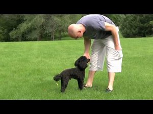 Chief the Miniature Poodle