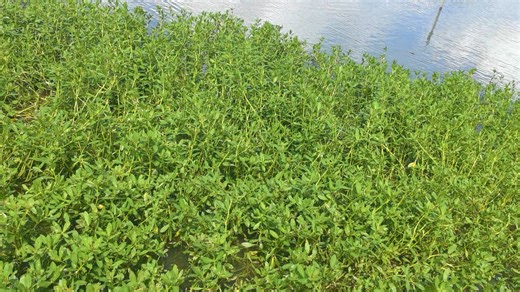 兰格湖裸鲤 一行白鹭上青天----镇江丹阳的入侵植物空心莲子草@喜旱莲子草