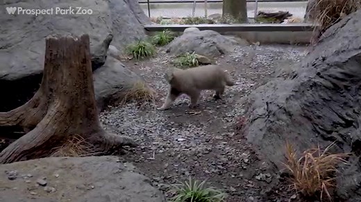 Season 3, Episode 9: The Original Grumpy Cats - Bronx Zoo