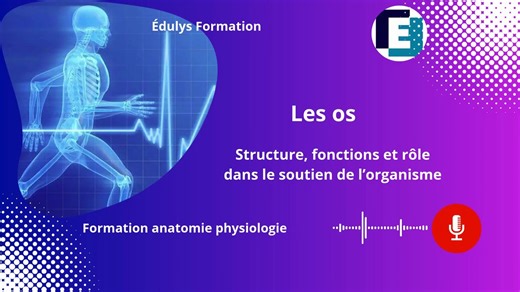 Les os - Structure, fonction et rôle dans le soutien de l'organisme