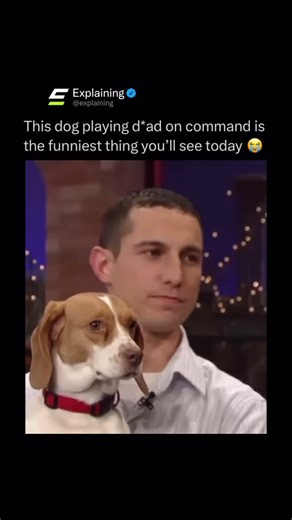 Explaining on Instagram: "Dogs are far more intelligent than most people realize. Over thousands of years of living alongside humans, they’ve developed incredible social awareness, they can read our body language, recognize our emotions, and even understand hundreds of words or signals. Their ability to tune into people makes them one of the most emotionally intelligent animals on the planet. Beyond communication, dogs excel in problem-solving and learning. Certain breeds can master complex task