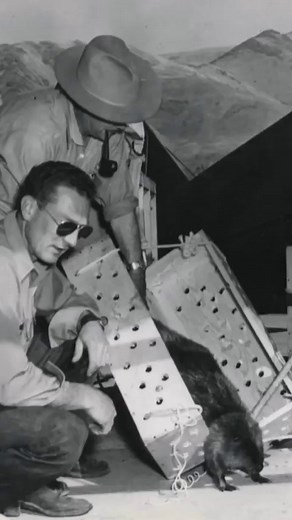 389K views · 10K reactions | So dropping beavers out of planes was a weird relocation method but it worked 75 out of 76 times and let’s just be glad we’ve found other ways to relocate our furry friends. By Vox producer @quekmas. #beavers #parachutingbeavers #parachuting #animalhistory #animalwelfare #animalrights #animallovers #animalshelter | Vox | Facebook