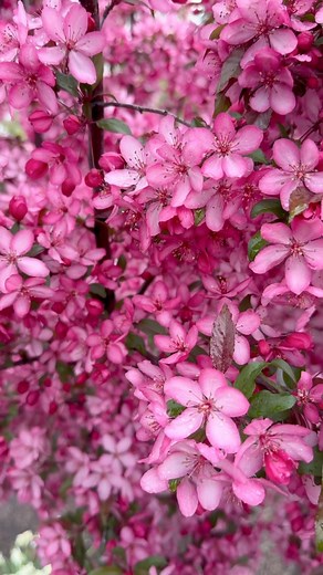 I 🩷 Crabapple Trees! 🌳All these varieties are hardy to zone 4 🌳4 seasons of interest: spring flowers, beautiful array of leaf & bark colors in summer, stunning fall foliage, crabapple interest in winter 🌳Great winter forage for birds and spring food source for pollinators! 🌳 Lots of different mature sizes to fit all sizes of garden 🌳 Of the five varieties shown here, the Royal Raindrops, Prairiefire, Sparkling Sprite and Sargent have ‘persistent’ crabapples which means they won’t fall off