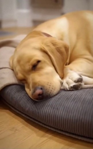 What a terrible nightmare! | Choco The Lab | Facebook