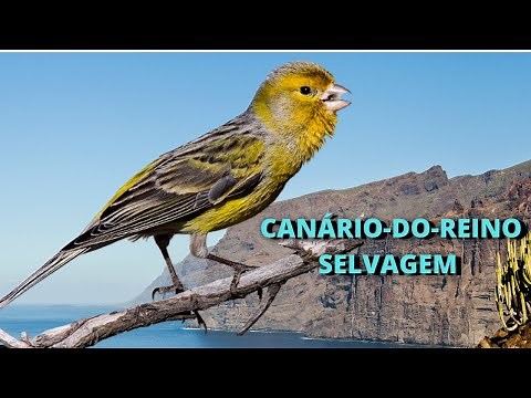CANÁRIO-BELGA OU CANÁRIO-DO-REINO! ONDE VIVE ESSE PÁSSARO? QUAL A SUA ORIGEM? COMO É O SEU CANTO?