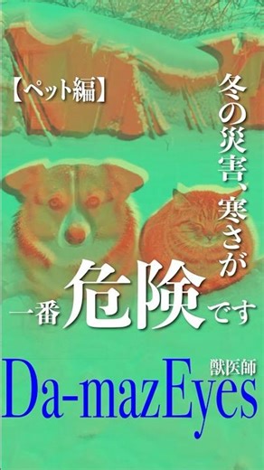 冬の災害、寒さが一番危険です【ペット編】#shorts