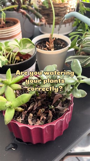 Over watering house plants is the number 1 houseplant killer. I can help!