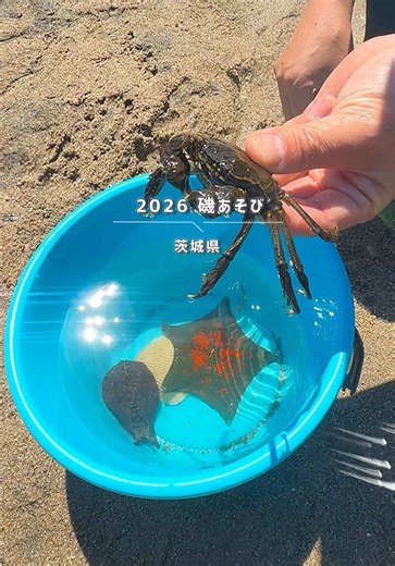 磯原海岸：潮だまりで生き物観察！