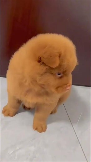 The recycling puppy: adorably saving every single bottle #short,#dog,#cute