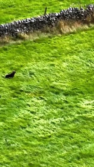 Heart-warming moment missing cockapoo is reunited with owners