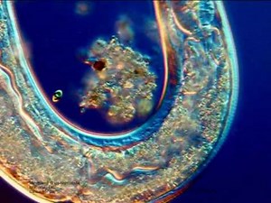 Nematode